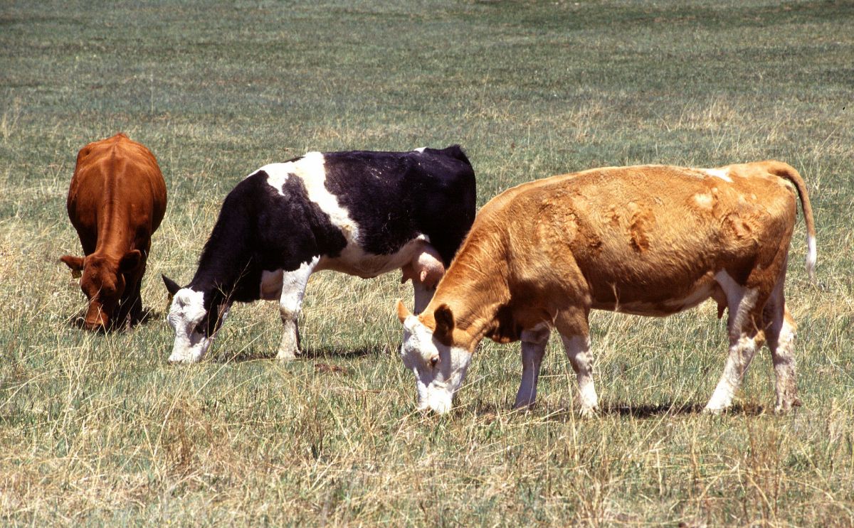Fleisch von Rindern gilt als klimaschädlich, da diese unter anderem als Wiederkäuer viel Methan freisetzen.