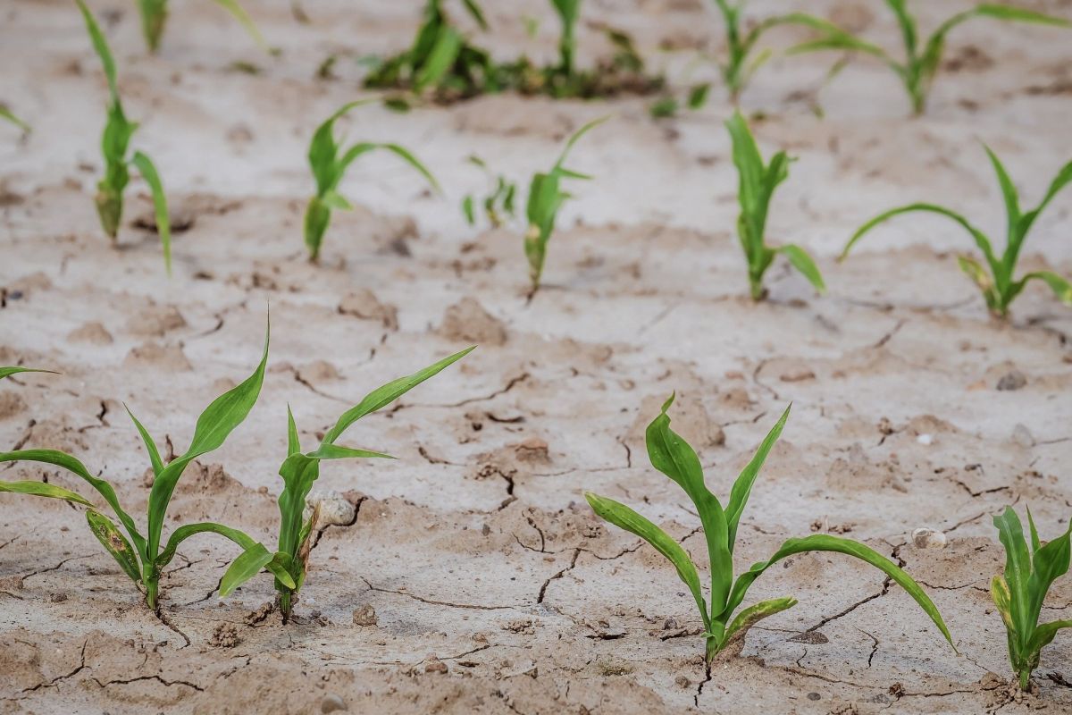 Wir leben in trockenen Zeiten. Pflanzenforscher versuchen, Pflanzen zu züchten, die besser mit Trockenheit umgehen können. (Bildquelle: © Couleur/Pixabay/CC0)