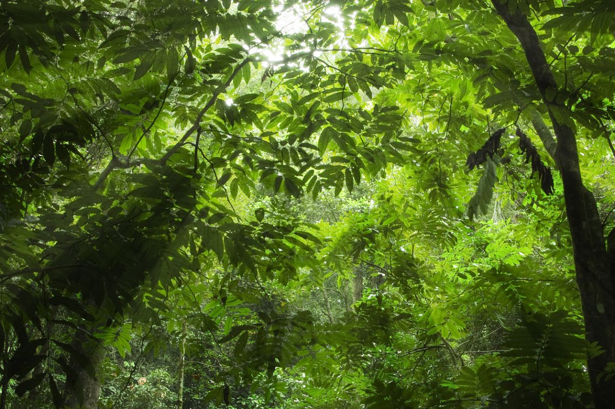 Tropische Wälder wurden bisher selten genetisch untersucht (Quelle:© iStockphoto.com/ SZE FEI WONG)