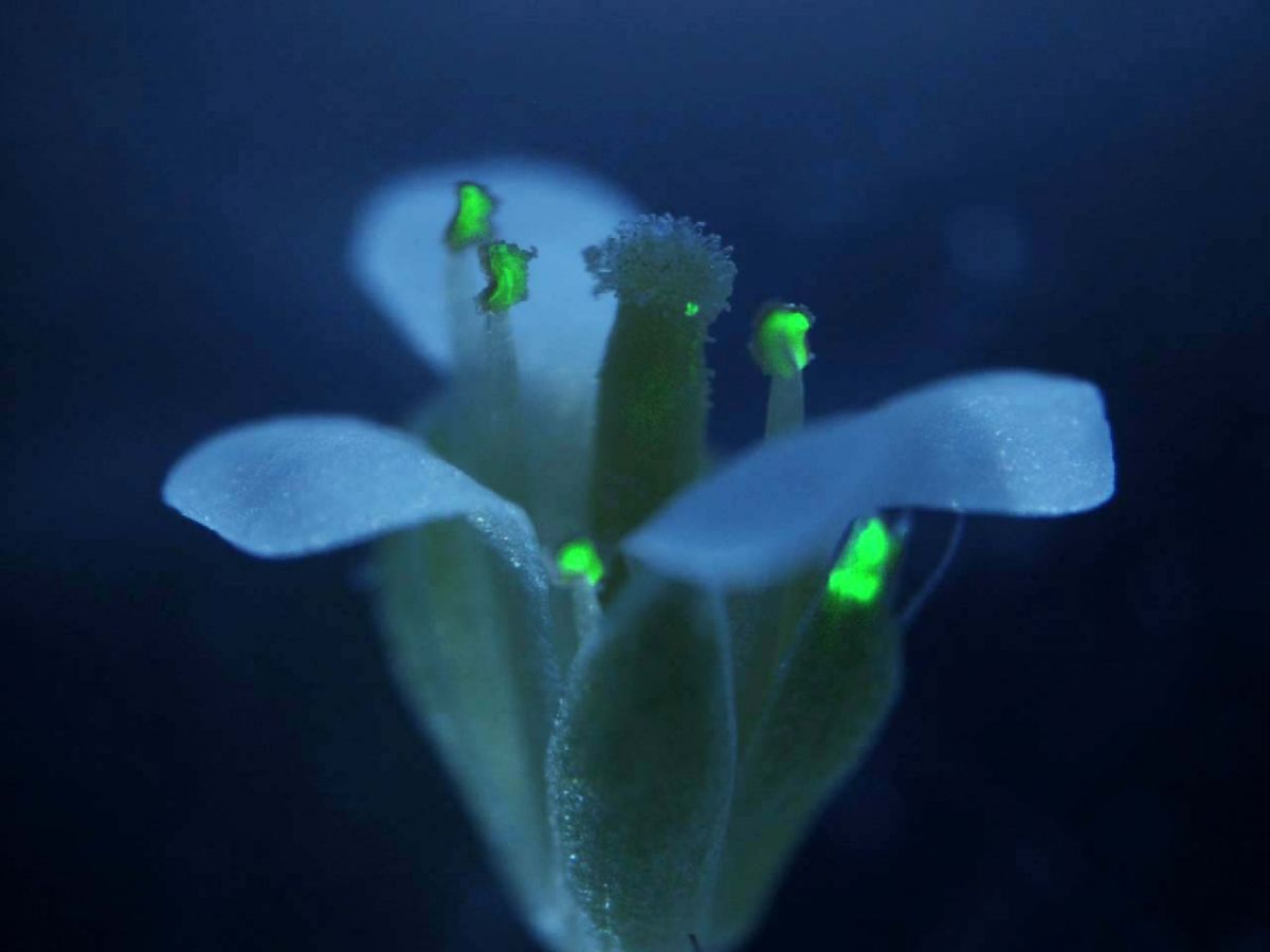 „Silenced Flower“ von Markus Kuhlmann. Markus untersucht, wie Pflanzen ihre Gene regulieren. Die Pflanze auf dem Bild hat durch „Silencing“ ein Gen für ein fluoreszierendes Protein überall stillgelegt. Nur in den Staubblättern ist das Gen aktiv, weshalb diese leuchten. Warum das Silencing dort aufgehoben wird, ist noch nicht aufgeklärt.
 - PLATZ 3 	