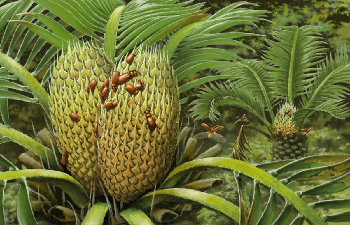 Die Illustration zeigt, wie es ausgesehen haben könnte in der Kreidezeit: C. Cycadophilus auf Palmfarnen. (Bildquelle: © NIGPAS)