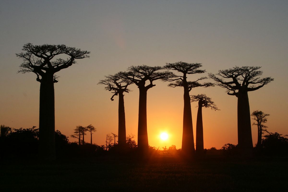 Madagaskar zählt durch die hohe Zahl an Pflanzen- und Tierarten, die nur hier vorkommen sowie durch deren starke Bedrohung zu den Biodiversitäts-Hotspots der Welt. (Bildquelle: © Gavinevans / wikimedia.org/ CC BY-SA 3.0)