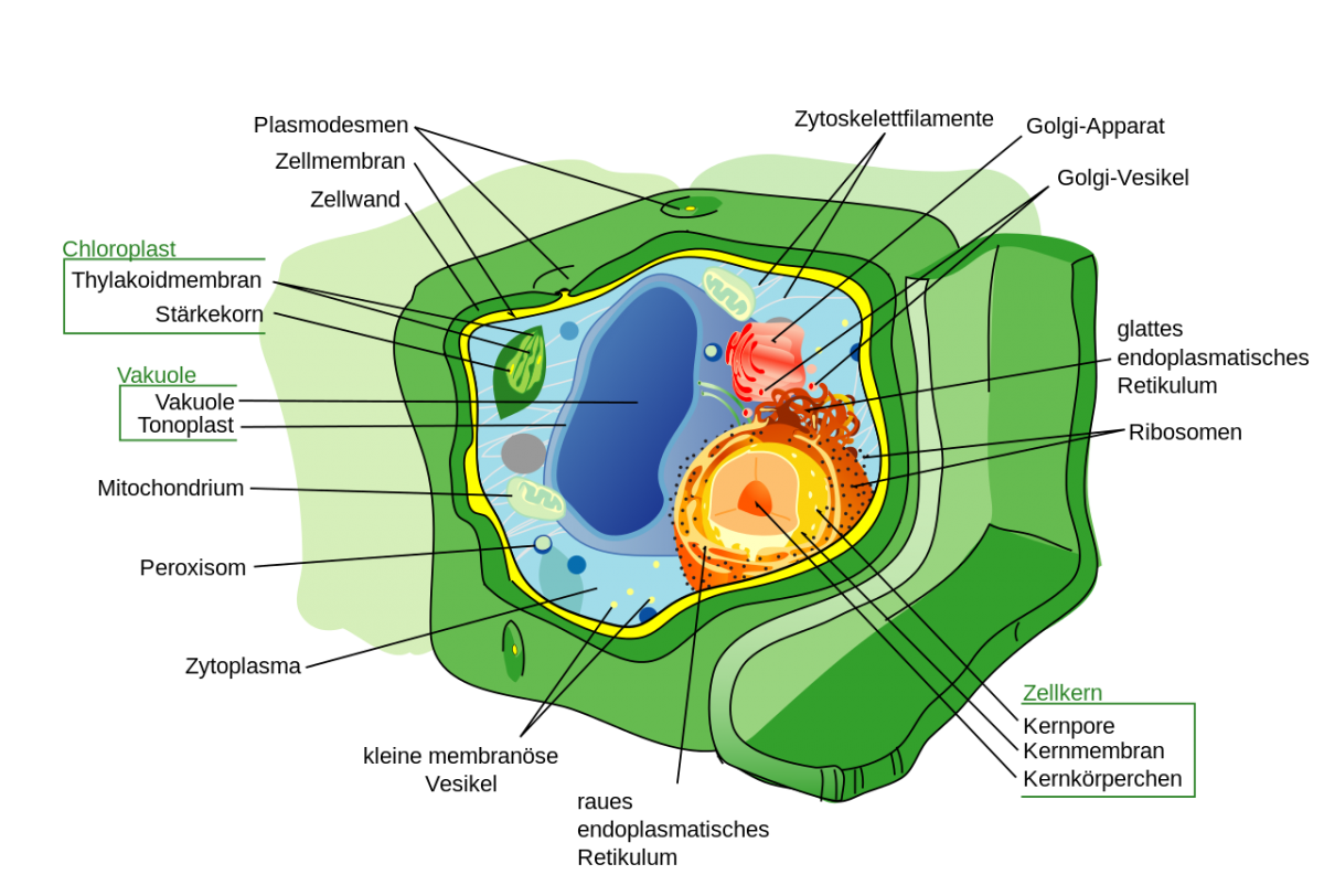 Aufbau einer Pflanzenzelle mit Chloroplasten (rechts oben) und dem Zellkern (links unten). 