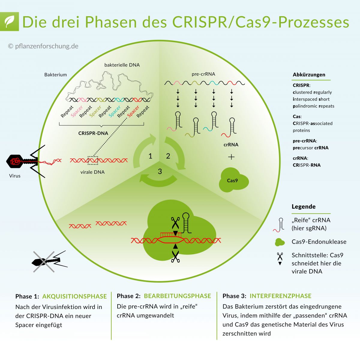 Die Funktionsweise des Typ II CRISPR/Cas-Systems. Der Ablauf des Prozesses erfolgt in drei Phasen: Akquisition eines neuen Distanzstückes, Bearbeitung der pre-crRNA in cr-RNA, Abbau der viralen DNA.