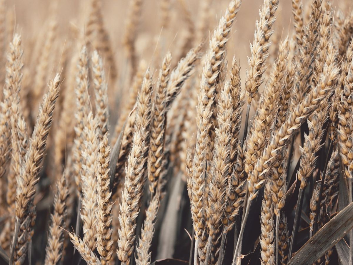 Jährlich wird ein Fünftel des Weizenertrags durch Schädlinge und Krankheitserreger vernichtet, was sich auf über 200 Millionen Tonnen im Wert von 31 Milliarden US-Dollar summiert. (Bildquelle: © Manfred Richter / Pixabay)