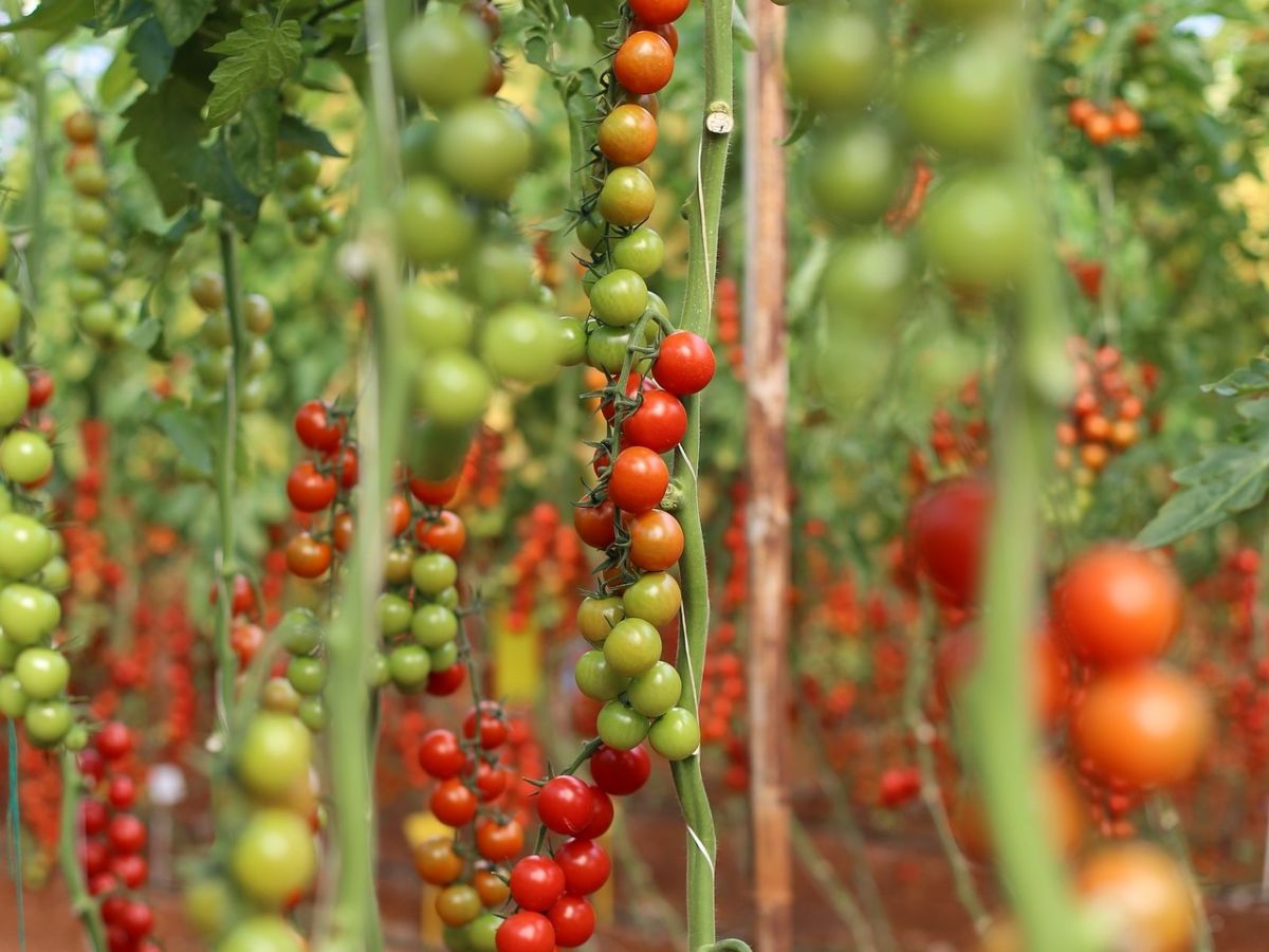 Tomaten im Gewächshaus: Im Urban Gardening angebaute Tomaten haben einen geringeren CO2-Fußabdruck als Gewächshaustomaten.
