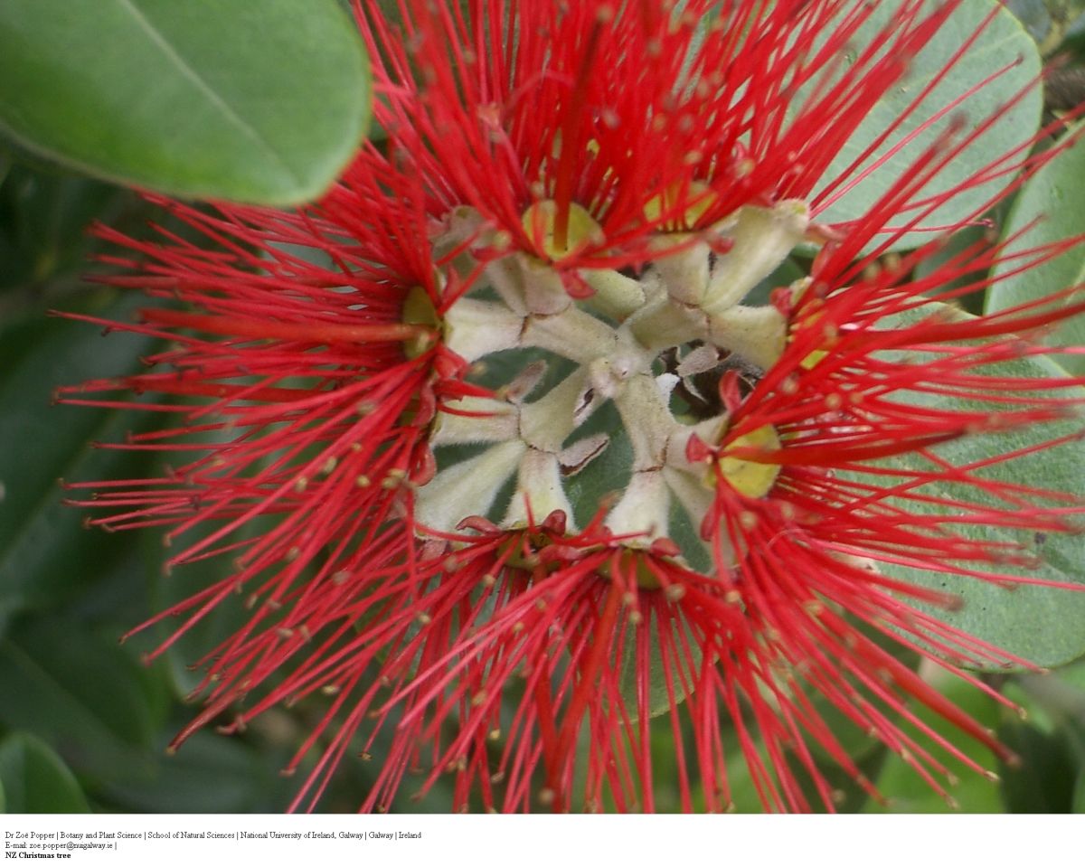 Pflanzen können die vielfältigsten Formen annehmen. Hier: Die Pflanzenart Metrosideros excelsa, die auch New Zealand Christmas Tree genannt wird.