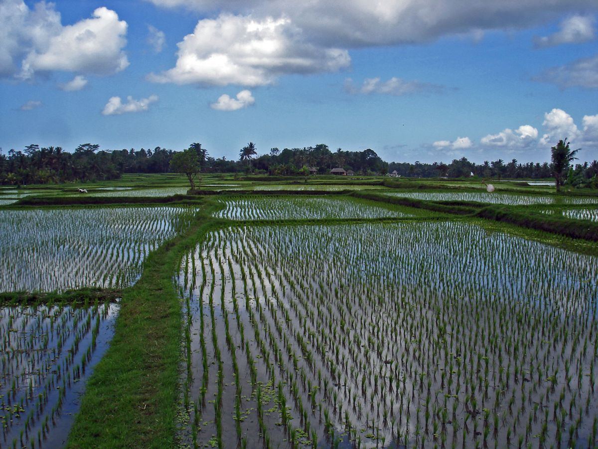 Die Kultivierung von Reis hatte Auswirkungen auf die Bevölkerungsentwicklung und die Zivilisation in Asien. 
