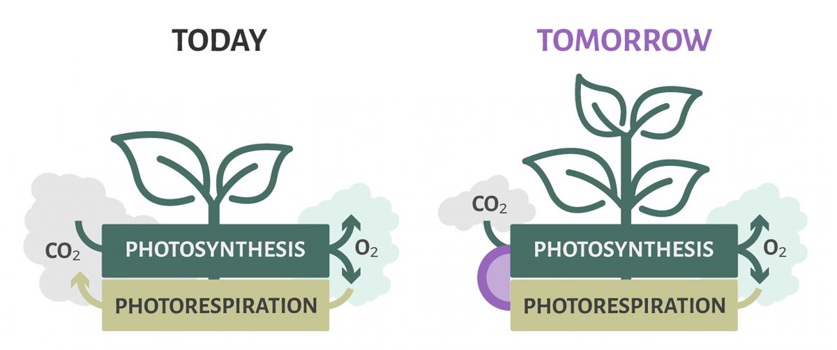 Das Team von Gain4Crops hat eine Lösung gefunden, um die Photorespiration und den C4-Stoffwechsel, zwei der wichtigsten Ansatzpunkte zur Verbesserung der Ernteerträge, miteinander zu verbinden. Diese Pflanzen verlieren keinen Kohlenstoff und Stickstoff mehr durch die Photorespiration.
