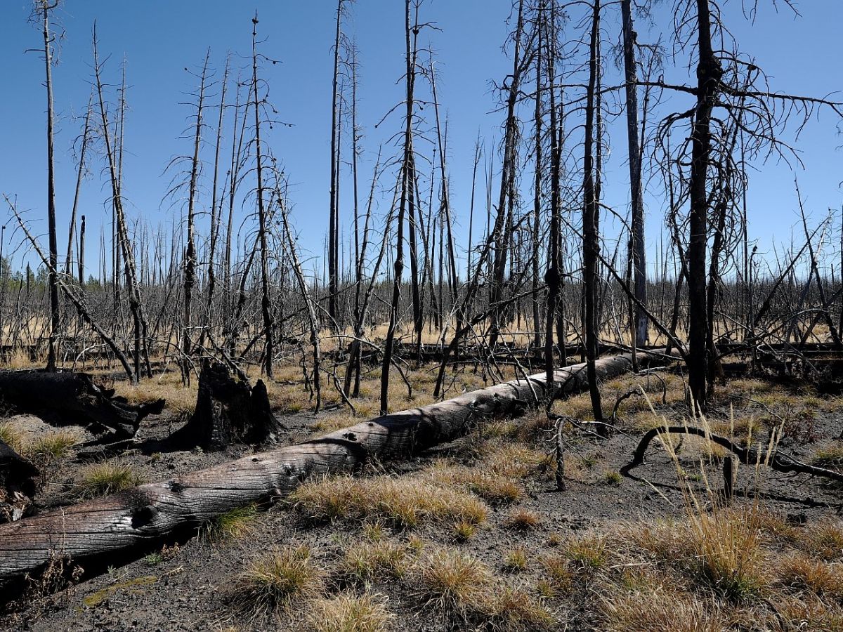 Ein Fichtenwald nach einem Brand. Immer mehr Wälder in Europa, den USA und anderen Teilen der Welt werden in Hitze- und Trockenperioden durch Feuer bedroht. (Bildquelle: © Rupert Seidl / TUM)