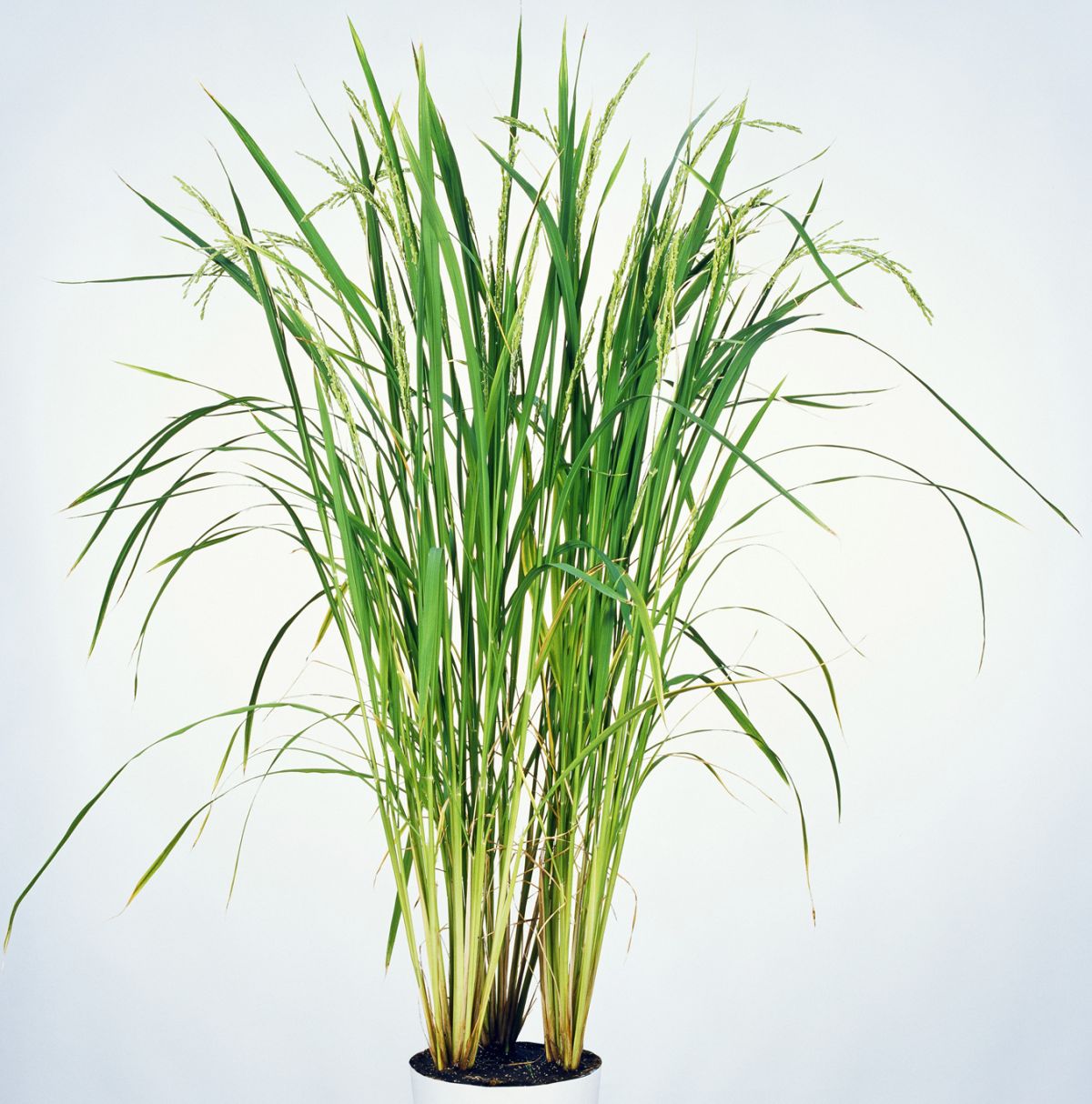 Wie die meisten Pflanzen, betreibt auch Reis die sogenannte C3-Photosynthese. Das ist die älteste und bei gemäßigten Wetterbedingungen auch die effektivste Form der Kohlendioxidfixierung.