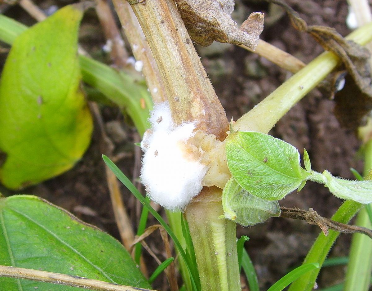 Die Weißstängeligkeit, auch Rapskrebs genannt, ist eine Krankheit, die durch den Schadpilz Sclerotinia sclerotiorum ausgelöst wird. Sie taucht bei vielen Pflanzen auf, wie z. B. Bohnenpflanzen (Phaseolus) auf dem Foto.