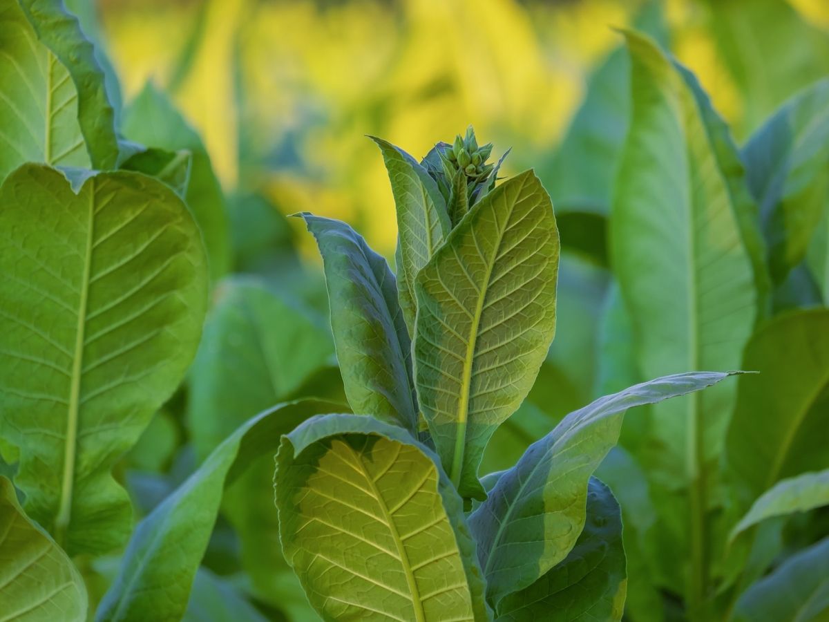 Tabakpflanzen können dazu genutzt werden, ein rekombinantes ACE2-Fc-Protein zu produzieren, was zurzeit als Covid-19-Therapeutikum getestet wird. (Bildquelle: © Couleur / Pixabay)