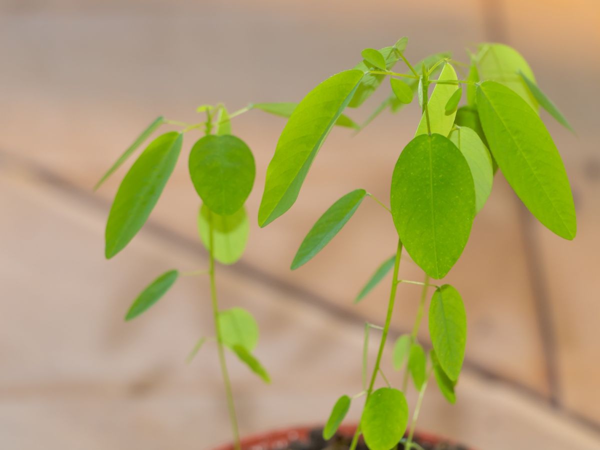 Telegraphenpflanzen werden auch als tanzende Pflanzen bezeichnet. (Bildquelle: © iStock.com/Gheorhge)