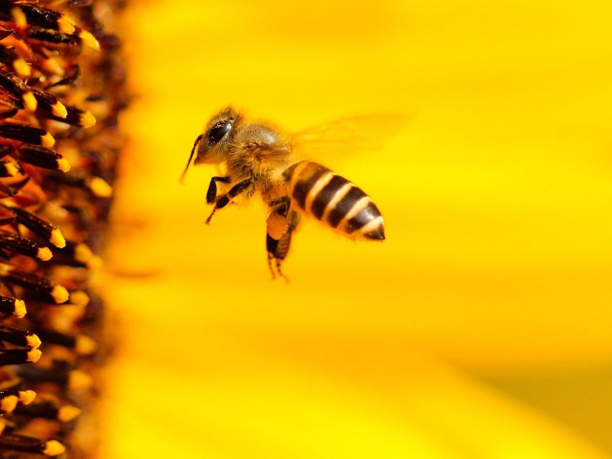 Bienen fliegen bevorzugt Sonnenblumen an, deren „Köpfe“ nach Osten gewandt sind.
