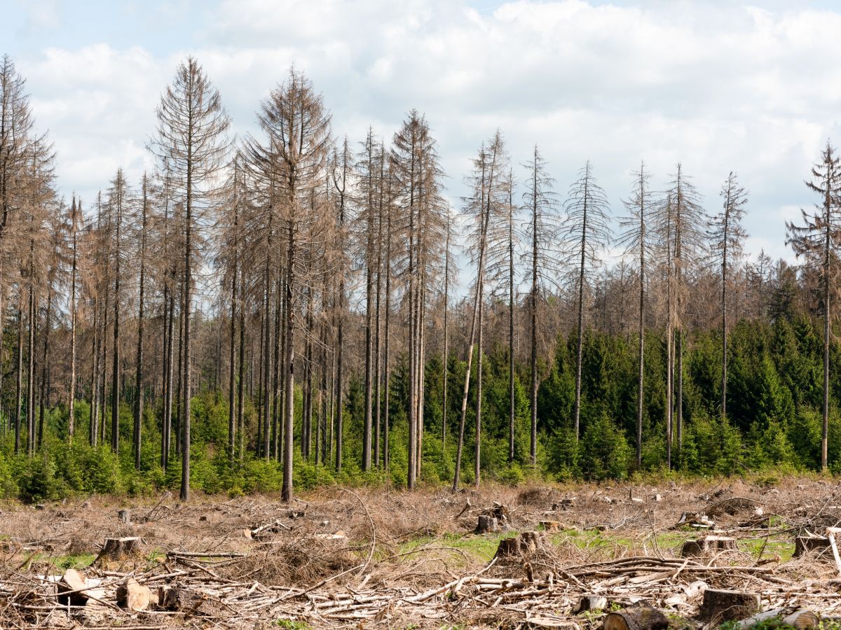 In den vergangenen Jahren haben die Trockenheit und Schädlinge wie der Borkenkäfer Spuren im Wald hinterlassen. (Bildquelle: © iStock.com / Oksana_Schmidt)