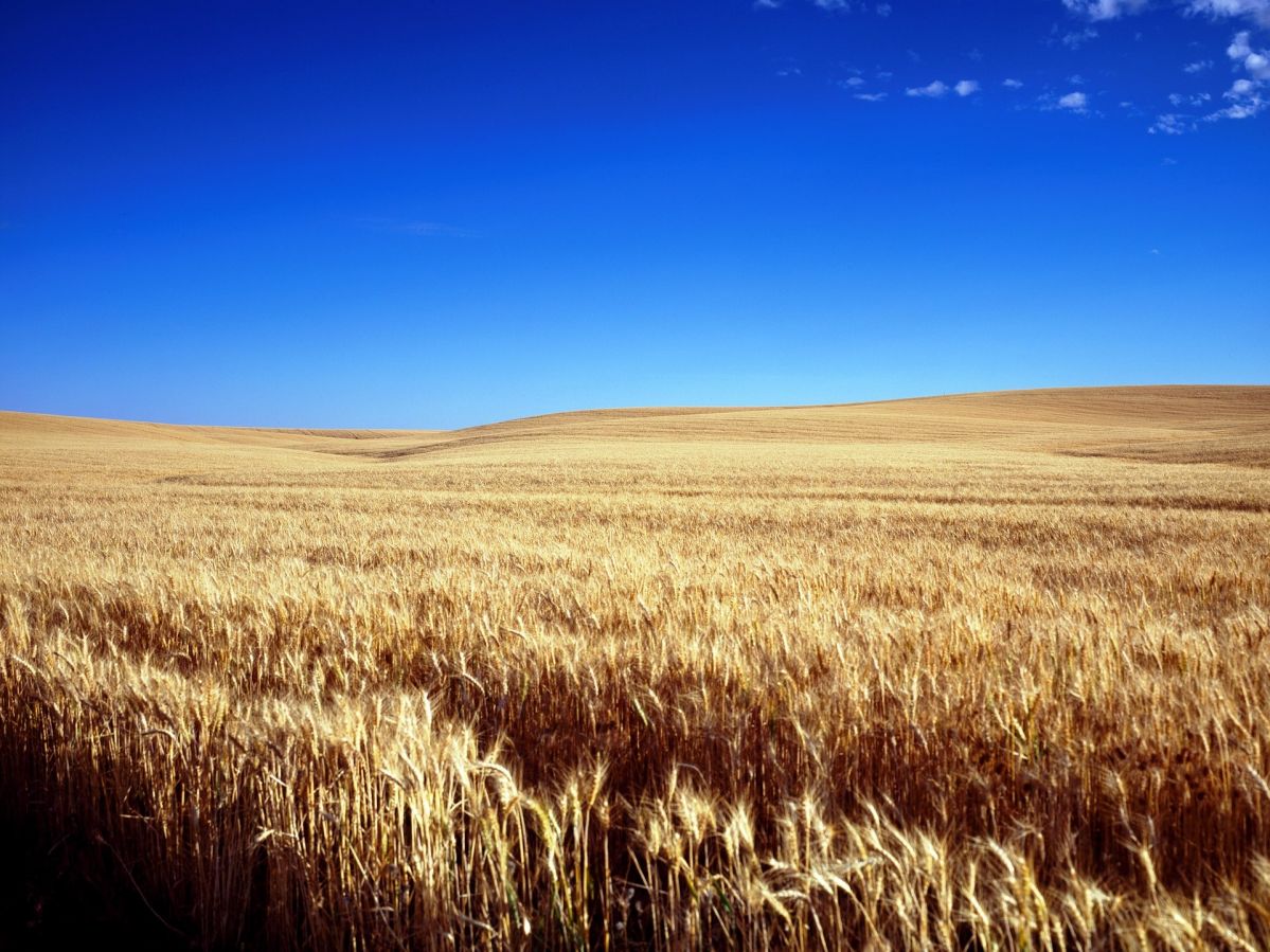 Getreide so weit das Auge reicht. Solche Monokulturen könnten zukünftig der Vergangenheit angehören.
