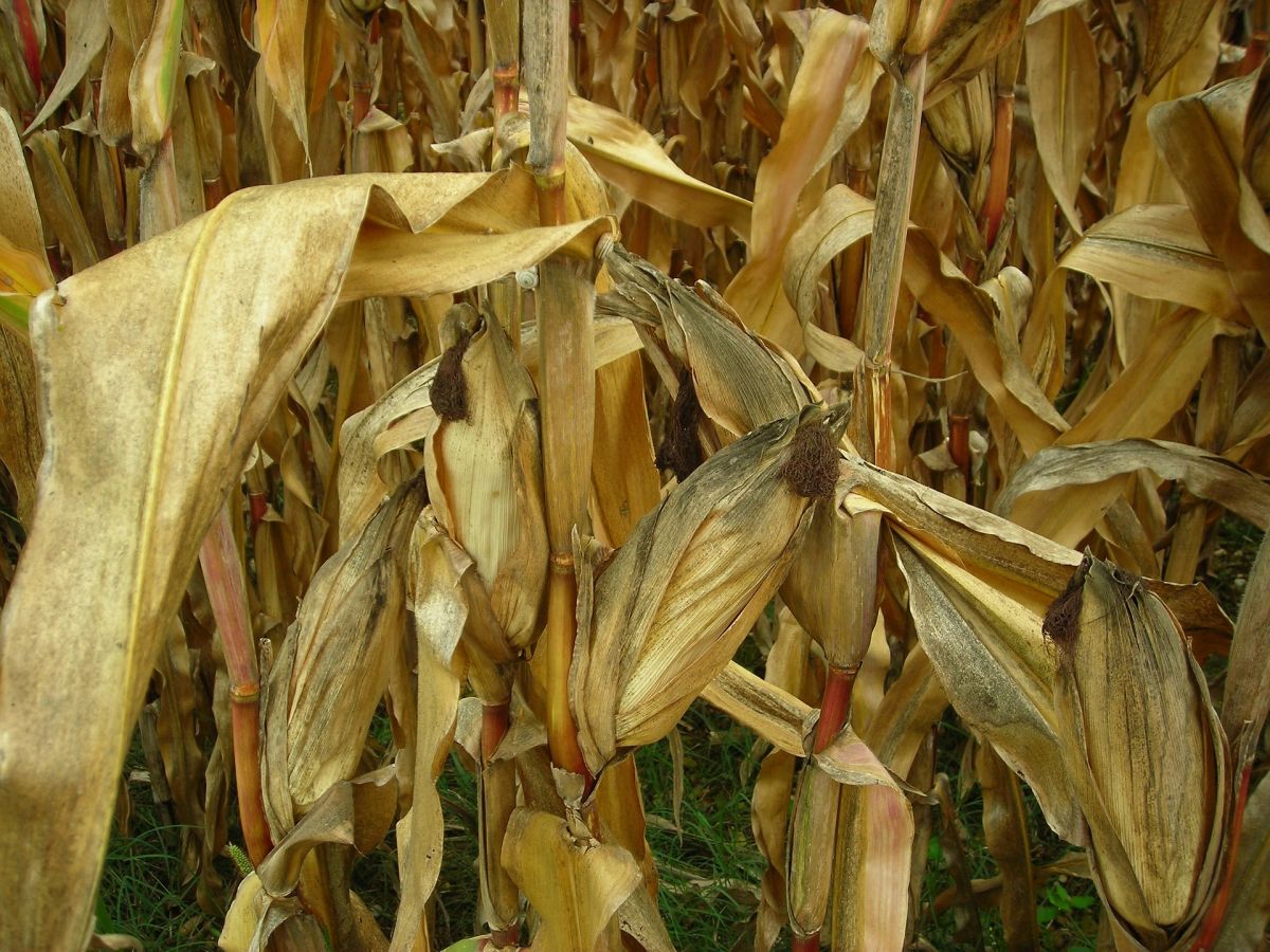 Mit dem Klimawandel häufen sich auch Dürreperioden. Die meisten modernen Maissorten sind darauf nicht gut vorbereitet. 
