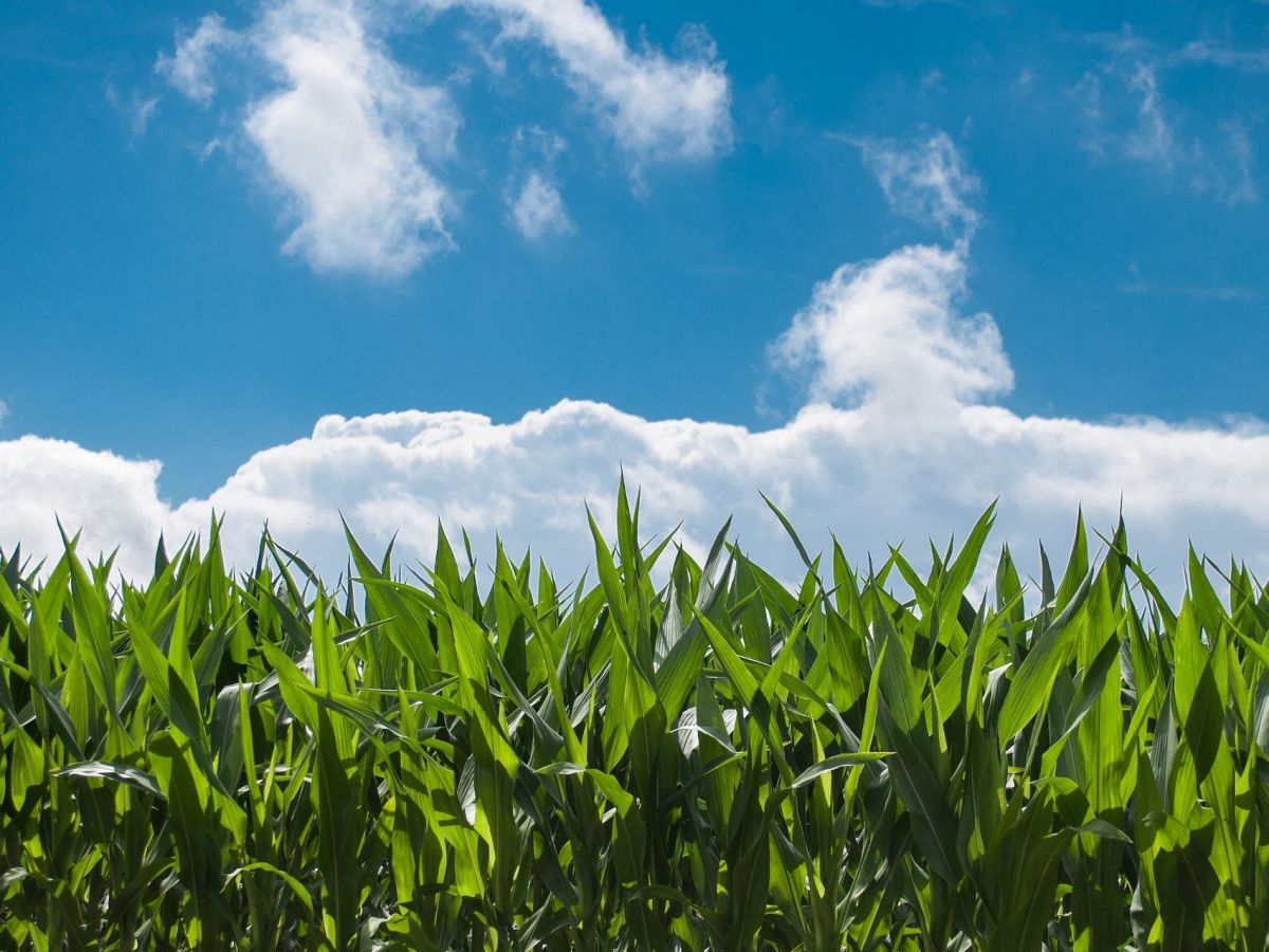 Heutige Maislinien gehen auf zwei Teosinte-Gräser zurück. (Bildquelle: © Rudy and Peter Skitterians / Pixabay)