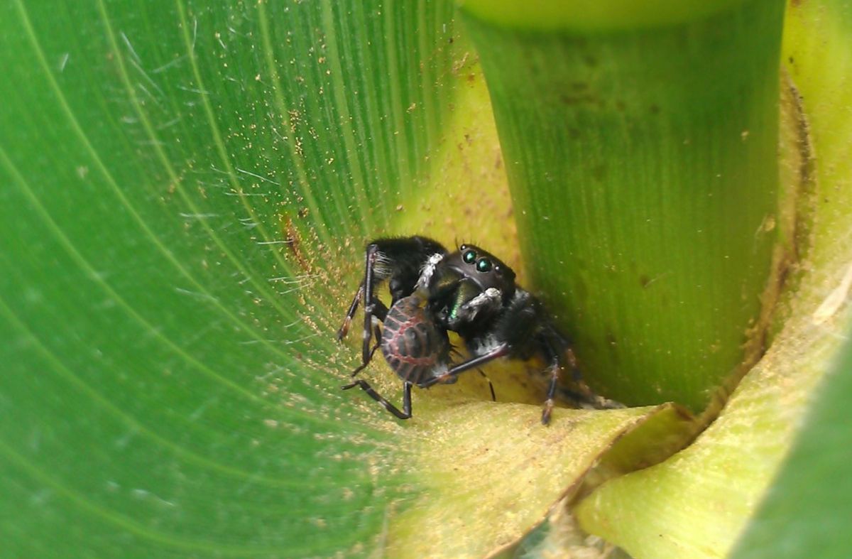 Natürliche Schädlingsbekämpfung: Eine springende Spinne frisst eine Stinkwanzen-Nymphe auf einer Maispflanze.