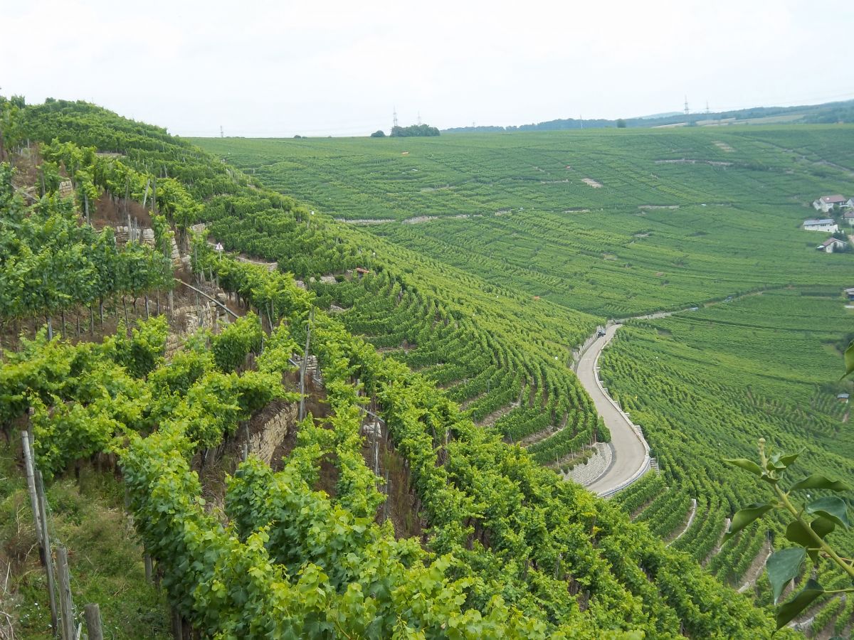 Auch an steilen Hängen baut der Mensch Pflanzen an, wie hier im Weinbau. (Quelle: © Rahel Szielis / pixelio.de)
