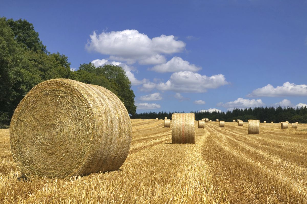 Aus Stroh wird Biosprit: Agrarreststoffe wie z. B. Getreidestroh können mithilfe biotechnologischer Verfahren zu Biokraftstoffen der zweiten Generation verarbeitet werden.