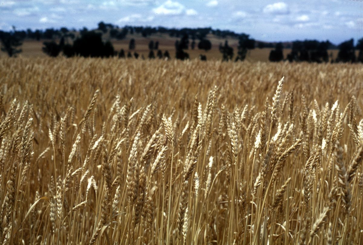 Schon vor einigen Jahren berichteten Forscher aus Großbritannien, dass bei einigen Getreiden Hitzestress die Ertragspotenziale mittlerweile stärker mindere als Trockenstress