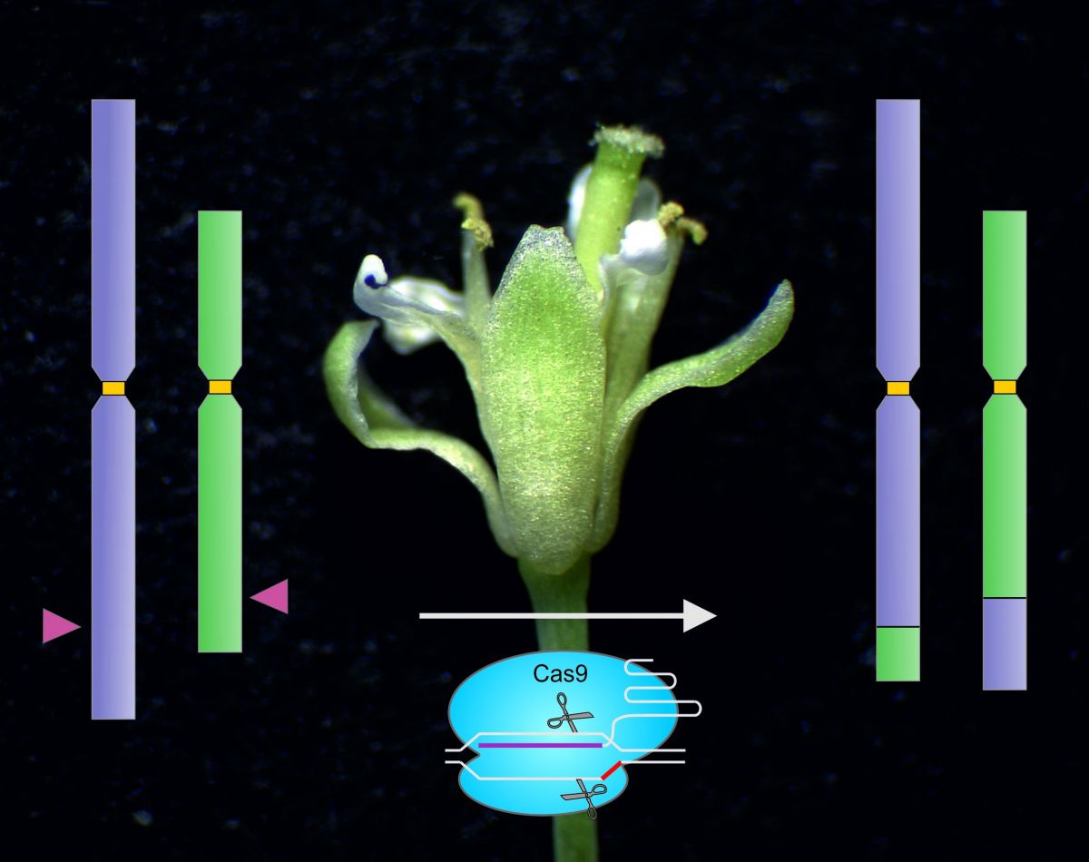 An der Modellpflanze Ackerschmalwand wurden mithilfe des Proteins Cas9 erstmals Chromosomen neu zusammengesetzt.
