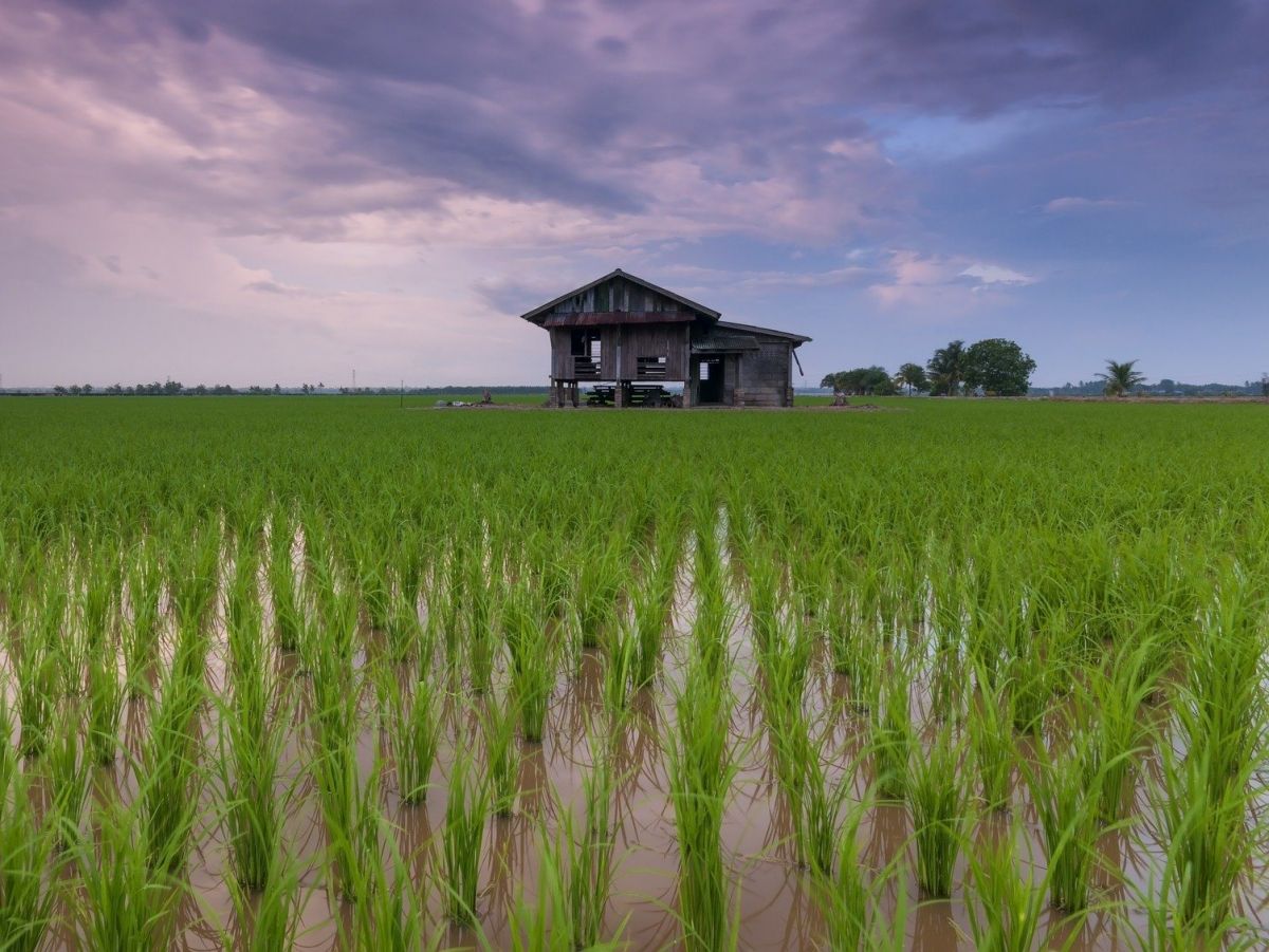 Moderne Reissorten reagieren langsamer auf wechselnde Lichtverhältnisse als ihre wilden Verwandten. Darin liegt züchterisches Potenzial. (Bildquelle © Pexels / Pixabay)