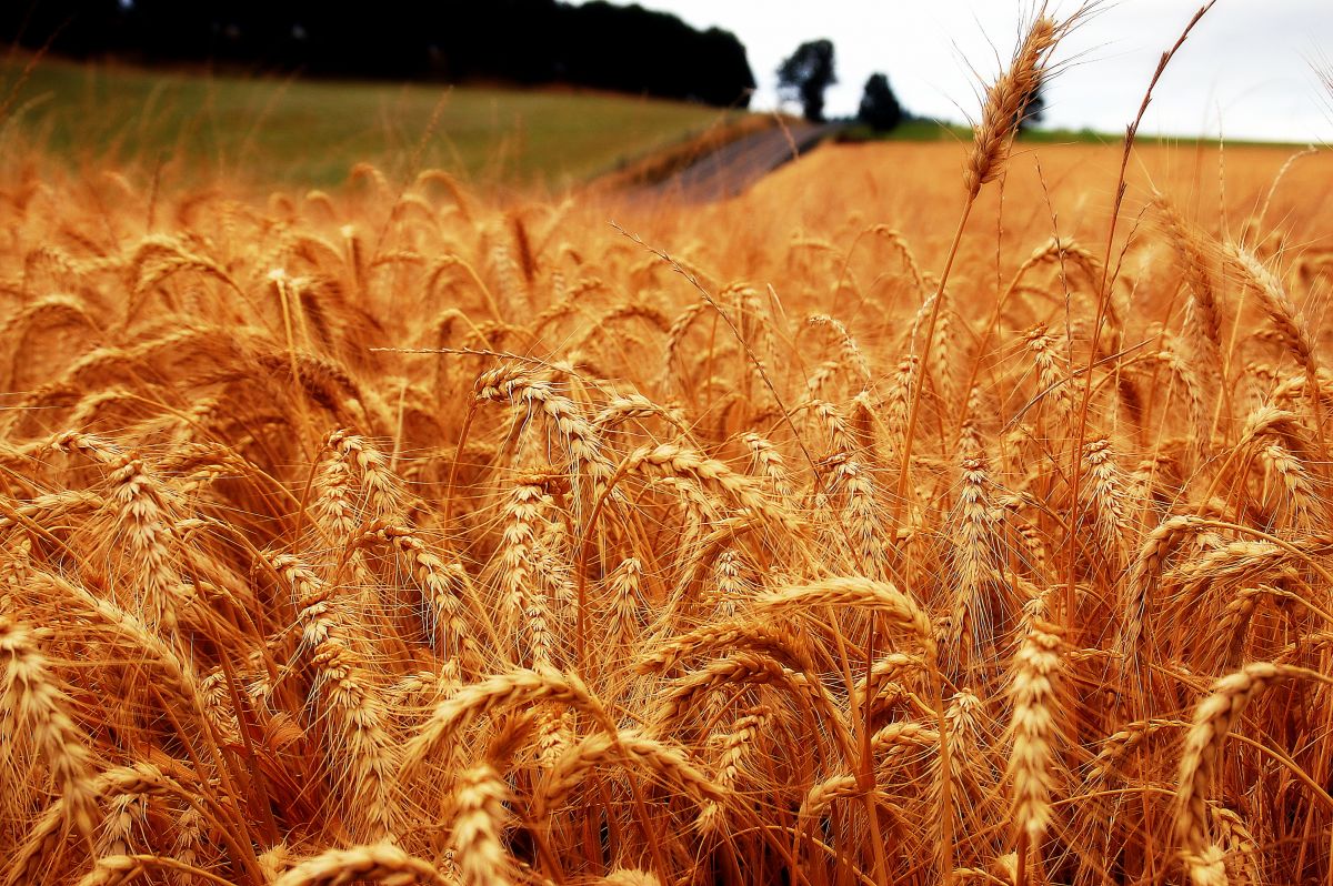 Steigt die Durchschnittstemperatur, könnte das Insektenwachstum sprunghaft ansteigen. Dann wird besonders Weizen betroffen sein: Bei einem Anstieg um drei Grad prognostizieren die Forscher für elf europäische Länder Verluste bis zu 75 Prozent.