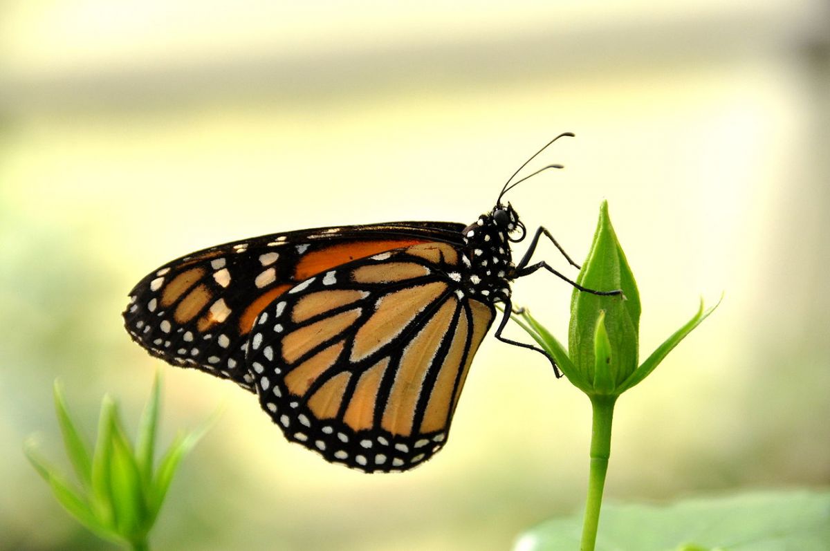 Forscher fanden im Genom von Schmetterlingen (u. a. dem abgebildeten Monarchfalter) Gene von parasitierenden Wespen. (Bildquelle: © Quartl / wikimedia.org; CC BY-SA 3.0)