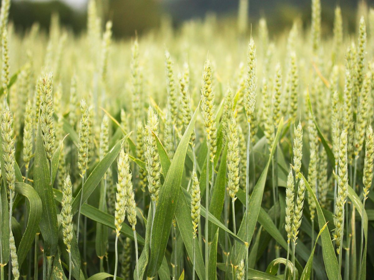 Pilzinfektionen verursachen enorme Verluste bei den für die Welternährung wichtigsten Kulturpflanzen wie Weizen (im Bild). (Bildquelle: © Dr. Janine Haueisen / Uni Kiel)