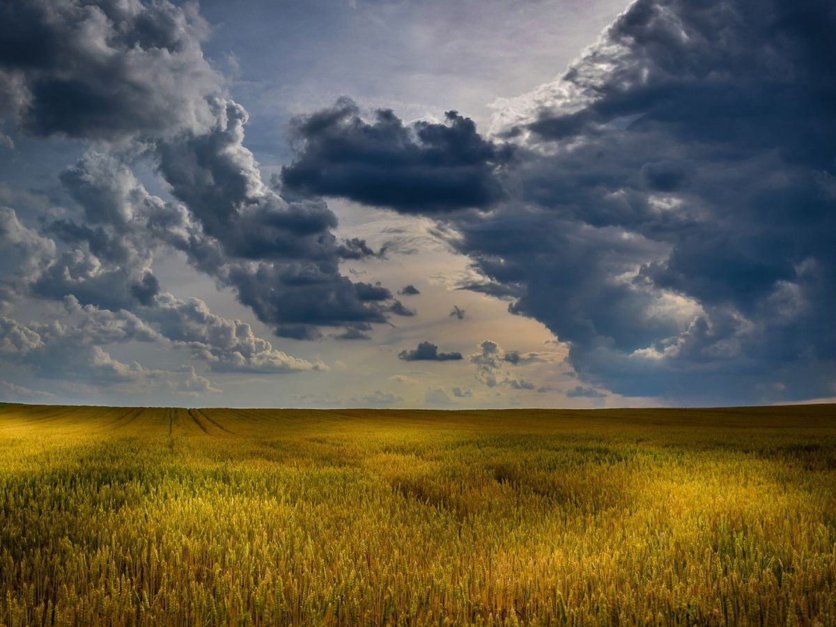 Regen oder Sonnenschein? Umwelteinflüsse beeinträchtigen oder fördern den Ertrag von Feldfrüchten wie Weizen. Eine neue Studie zeigt jetzt auf, welche Zeitpunkte dabei am kritischsten sind und wie über 200 verschiedene Sorten reagieren. (Bildquelle: © Pexels / Pixabay)