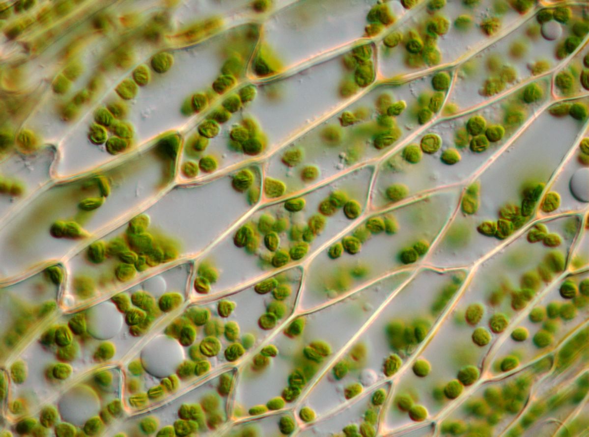 Chloroplasten sind in der Pflanzenzelle für die Photosynthese zuständig. In ihnen befindet sich das Chlorophyll. (Bildquelle: © iStock.com/alanphillips)