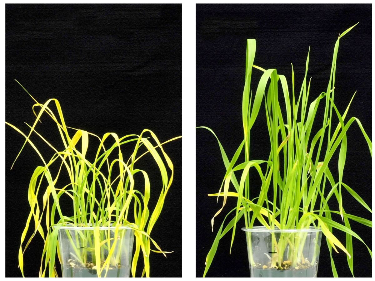 Trockenstress kann die Weizenpflanze (rechts), die mit Opabactin behandelt wurde, besser wegstecken, als die Kontrollgruppe (links).
