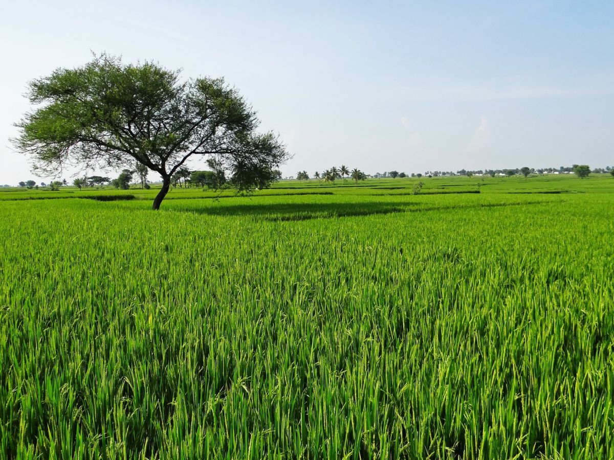 Reisfelder in Indien. (Bildquelle: © Bishnu Sarangi/Pixabay/CC0)