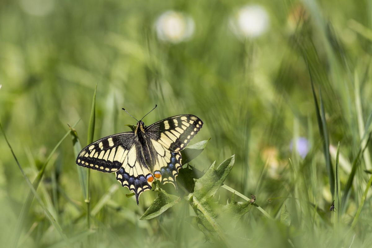 Der Schwalbenschwanz (Papilio machaon) ist eine besonders geschützte Tagfalterart der offenen Grasländer.

