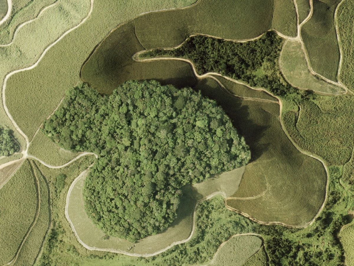 Luftaufnahme eines Waldstückes im brasilianischen atlantischen Regenwald, der von Zuckerrohr umgeben ist. (Bildquelle: © Mateus Dantas de Paula)