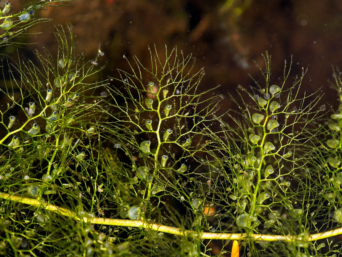 Wasserschläuche (hier: Utricularia vulgaris) sind übersät mit Fangblasen, die unter Wasser nach Beute fischen. (Bildquelle: © iStock.com/Holcy)