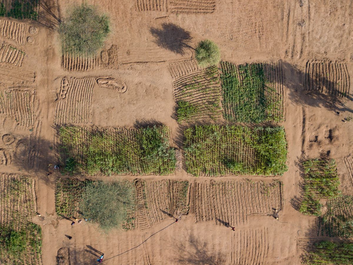 Ausgetrocknete Böden und die Ausweitung von Wüsten gefährden langfristig die Nahrungsmittelsicherheit. Hier sind Äcker zu sehen, die umgeben sind von trockenem Land im Dorf Kangirega, Landkreis Turkana. (Bildquelle: © UNCCD)