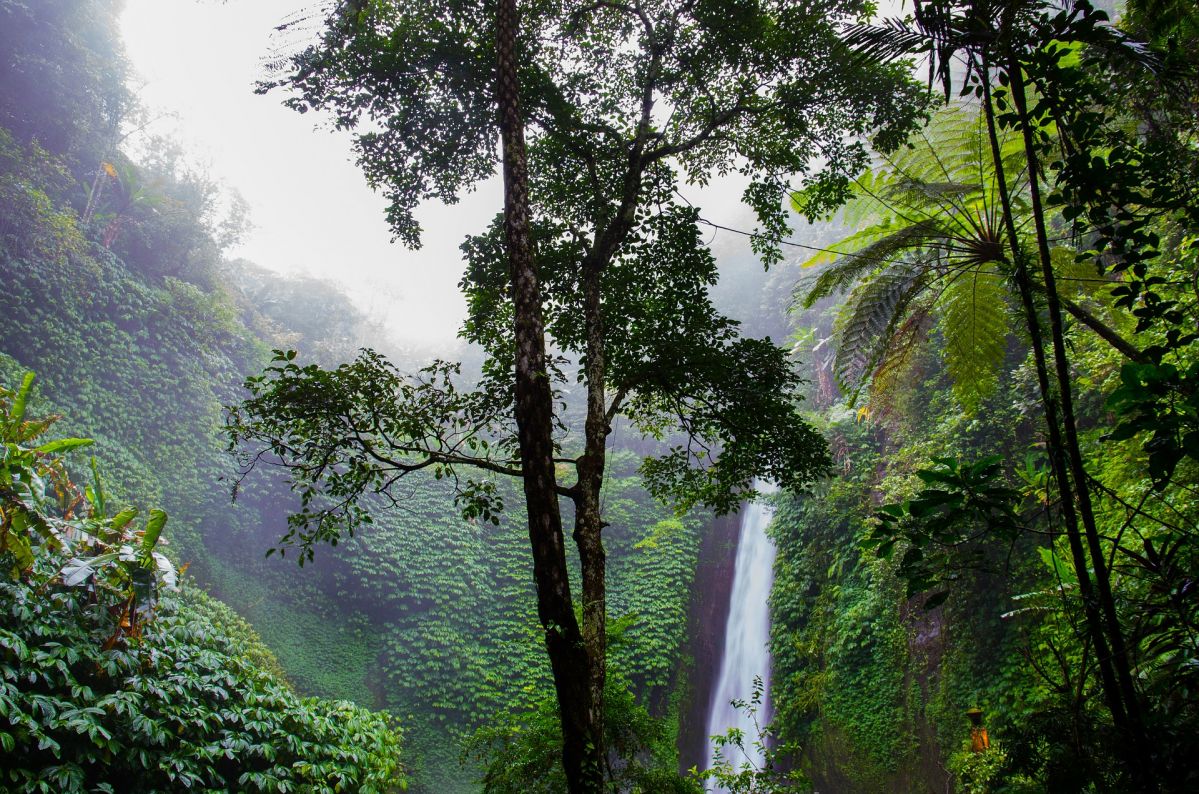 Artenreiche Ökosysteme, wie der tropische Regenwald, schwinden weiterhin stark.