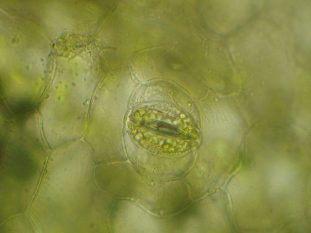 Eine Spaltöffnung (Stoma) besteht aus zwei sogenannten Schließzellen, die meist bohnenförmig um eine Öffnung in der Blattunterseite angeordnet sind. (Bildquelle: © Ron.p.aln/wikimedia.org; CC BY-SA 4.0)
