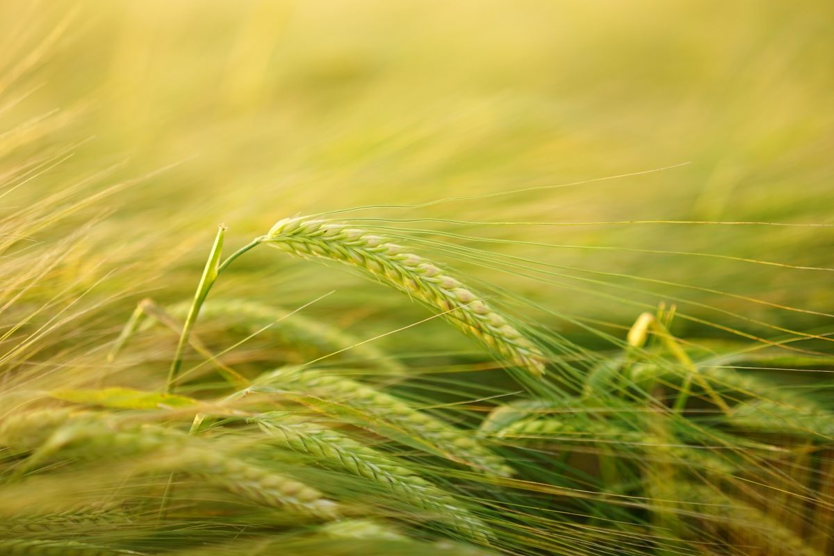 Um auch in Zukunft ertragreiche Getreidesorten zu erhalten, müssen die wilden Vorfahren unserer Nutzpflanzen geschützt werden. (Bildequelle: © Hans Braxmeier/Pixabay/CC0)