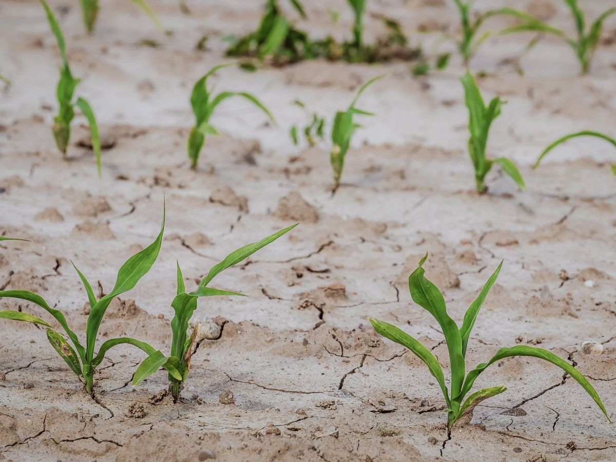 Geringe Niederschläge und Dürren führen zu Trockenstress bei Pflanzen. Das beeinträchtigt Pflanzenwachstum und Ernteerträge.
