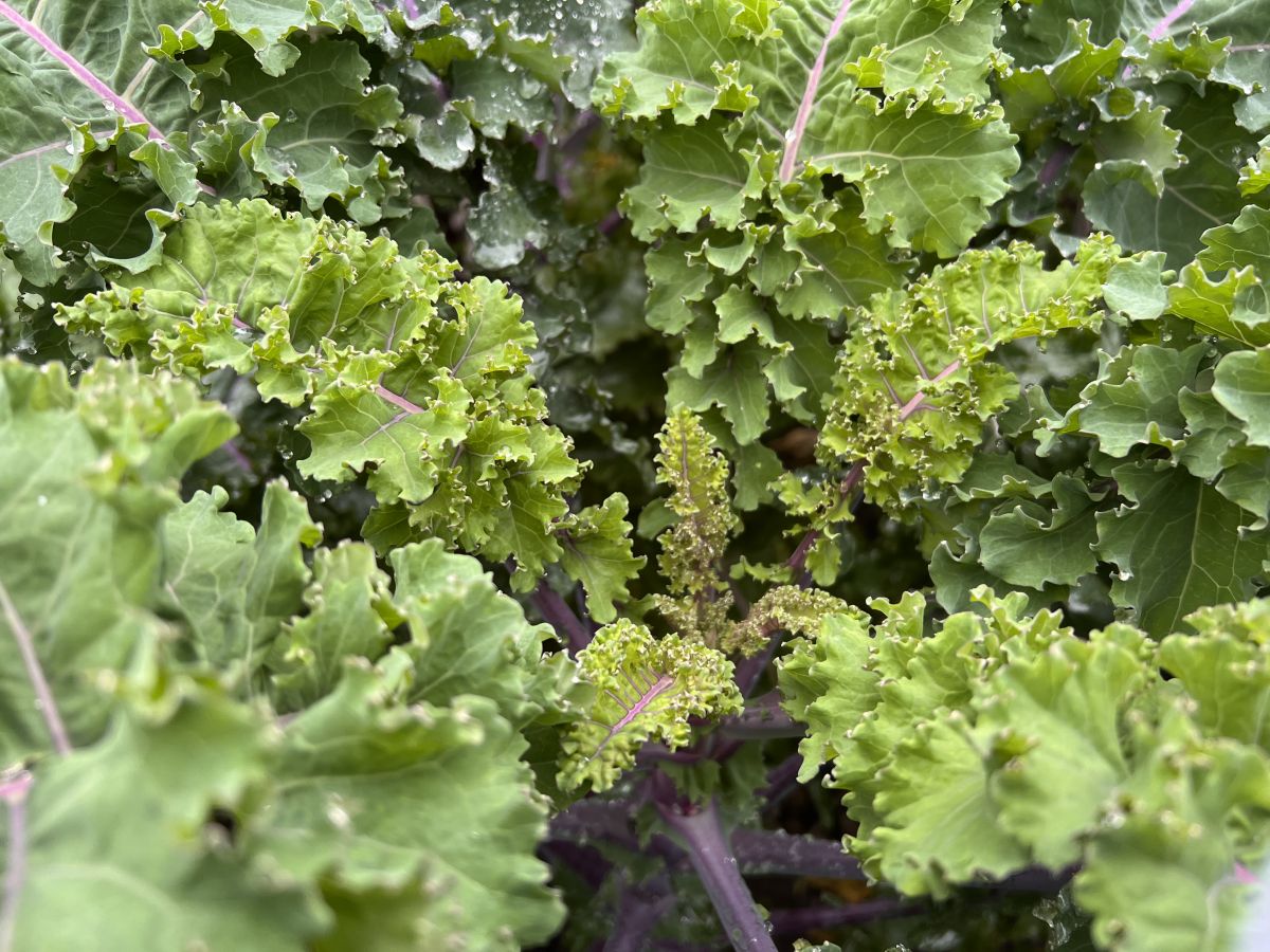 Grünkohlsorten mit krausen Blättern produzieren bei niedrigen Temperaturen mehr Senfölglycoside. (Bildquelle: © Universität Oldenburg)
