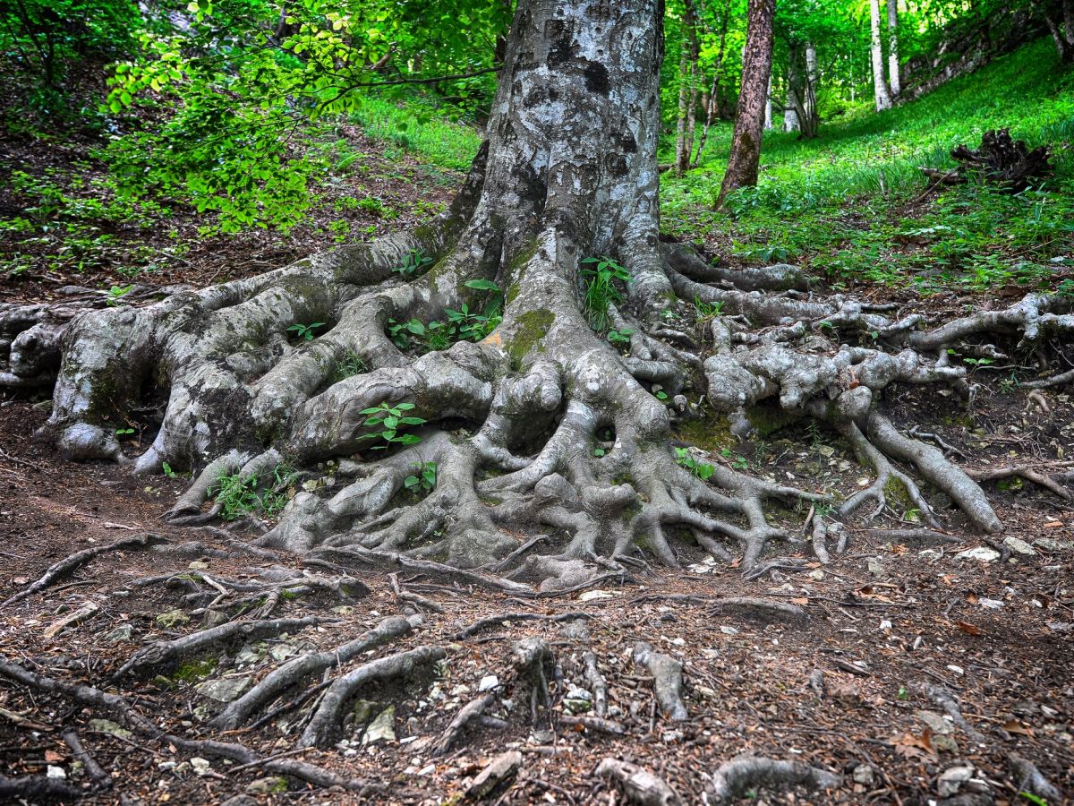 Neben den großen Wurzeln, die für festen Stand sorgen, haben Pflanzen ein ausgeprägtes Netzwerk an feinen Wurzeln, die für Wasser- und Nährstoffaufnahme zuständig sind. (Bildquelle: © iStock.com/taden)