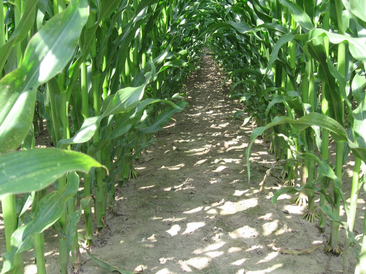 BT-Mais gehört heute zu den weltweit am häufigsten angebauten gentechnisch veränderten Pflanzen überhaupt. (Bildquelle: © Thünen-Institut)