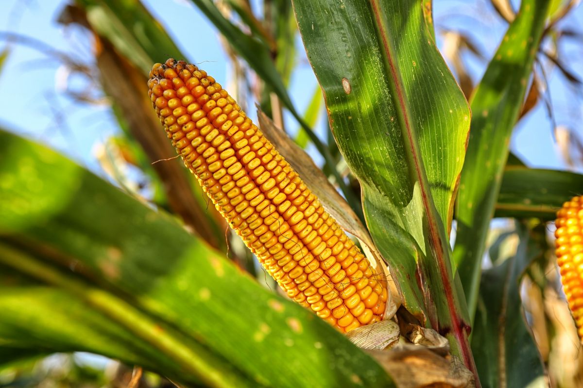 Der wohl bekannteste Vertreter der C4-Pflanzen ist Mais. (Bildquelle: © Juraj Berta/Pixabay/CC0)