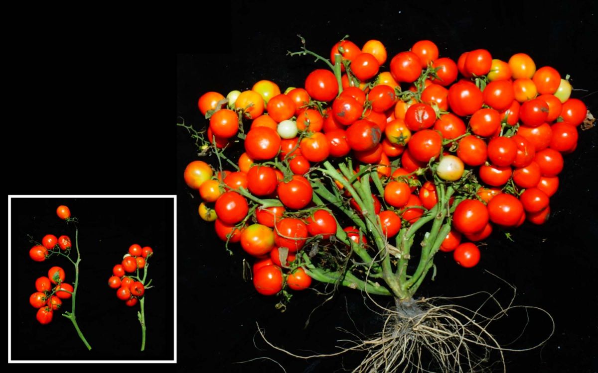 Wenn drei spezifische genetische Mutationen kombiniert und genau aufeinander abgestimmt werden, können Tomatenpflanzen in äußerst kompakte Büsche verwandeln werden, die sich ideal für die städtische Landwirtschaft eignen. Nur zwei dieser Mutationen (links) verkürzen das Wachstum der normalerweise rebenartigen Pflanzen, aber alle drei (rechts) bewirken, dass sich ihre Früchte wie Trauben zusammenballen. Die Forscher schnitten die Blätter der Pflanze ab, um die Tomaten besser sichtbar zu machen.