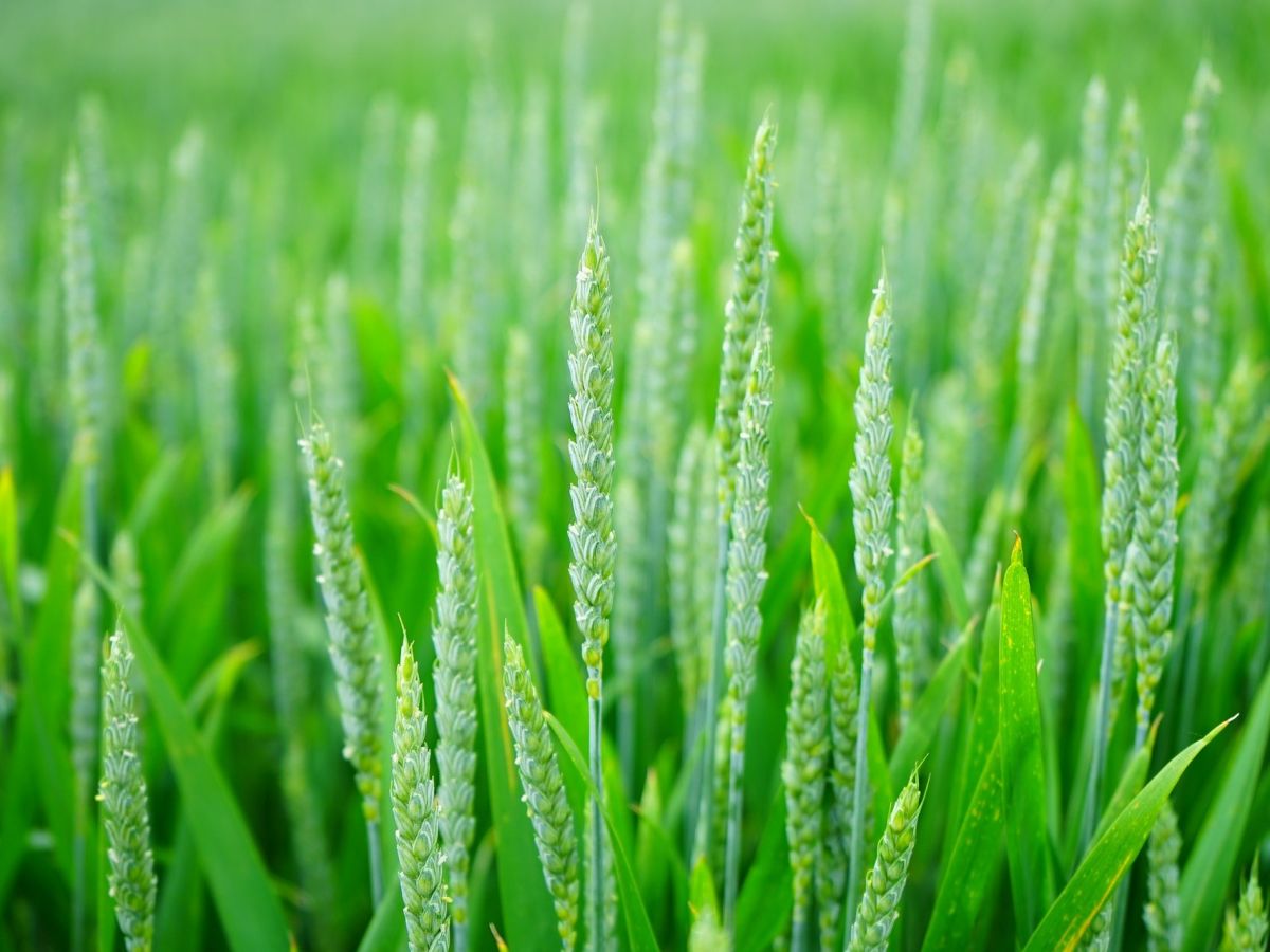 Unsere Kulturpflanzen, wie Weizen, sind an den Anbau in Monokultur angepasst.
